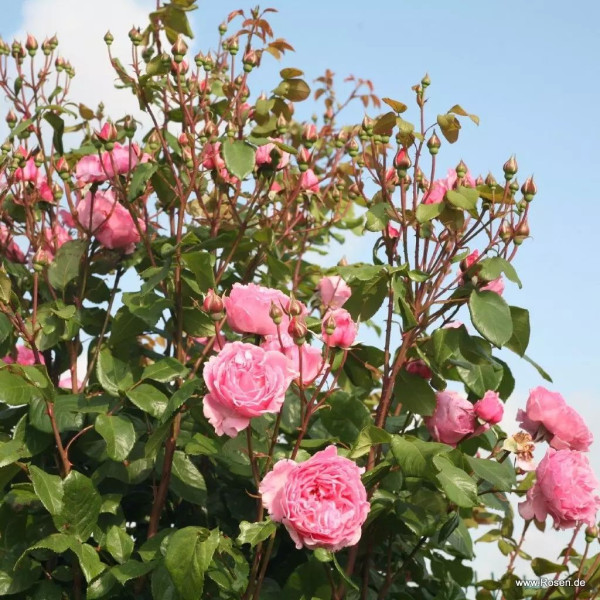 KISS ME KATE®  KISS ME KATE®